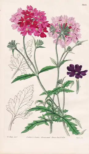 Verbena Incisa. Cut-leaved Melindres. Tab. 3628 - South America Südamerika / Pflanze Planzen plant plants / fl