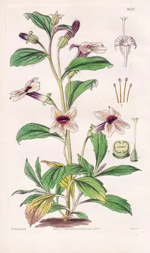 Rehmannia Chinenis. Chinese Rehmannia. Tab. 3653 - China / Pflanze Planzen plant plants / flower flowers Blume