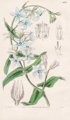 Tweedia Versicolor. Changeable-Flowered Tweedia. Tab. 3630 - Pflanze Planzen plant plants / flower flowers Blu