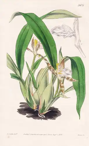 Aspasia Variegata. Variegated Aspasia. Tab. 3679 - Trinidad / Orchidee orchid / Pflanze Planzen plant plants /