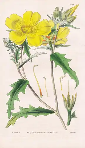 Bartonia Aurea. Golden Bartonia. Tab. 3649 - North America Nordamerika / Pflanze Planzen plant plants / flower