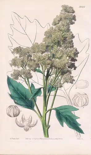 Chenopodium Quinoa. Useful Quinoa. Tab. 3641 - Pflanze Planzen plant plants / flower flowers Blume Blumen / bo