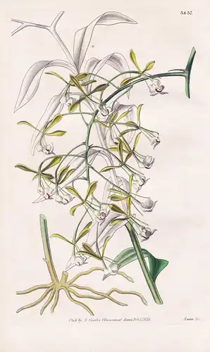 Epidendrum Floribundum. Many-Flowered Epidendrum. Tab. 3637 - Mexico Mexiko / Orchidee orchid  / Pflanze Planz