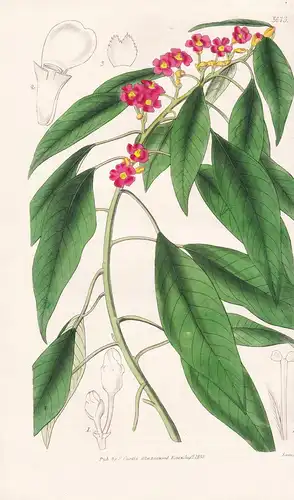 Euphorbia Jacquiniflora. Jacquinia-Flowered Euphorbia, or Spurge. Tab. 3673 - Pflanze Planzen plant plants / f