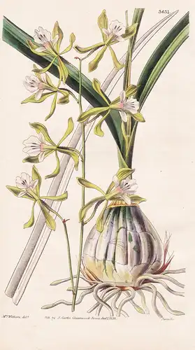 Epidendrum Papillosum. Warty-Fruited Epidendrum. Tab. 3631 - Orchidee orchid / Pflanze Planzen plant plants /