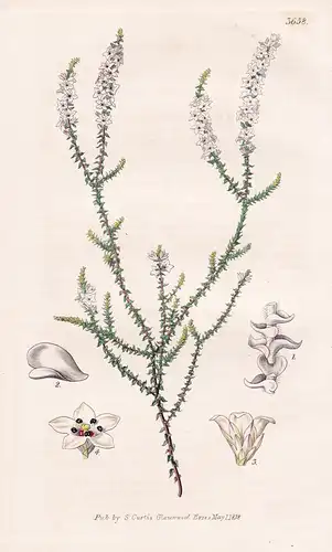 Epacris Microphylla. Small-Leaved Epacris. Tab. 3658 - Pflanze Planzen plant plants / flower flowers Blume Blu