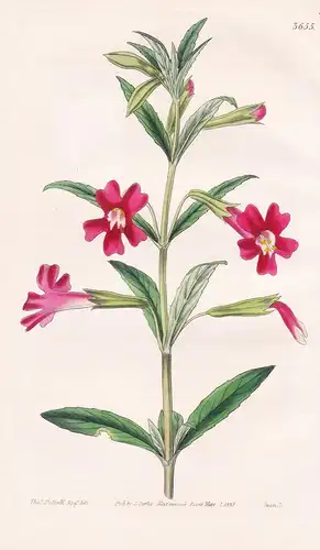 Dipacus Puniceus. Scarlet-Flowered Diplacus. Tab. 3655 - North America Nordamerika / Pflanze Planzen plant pla