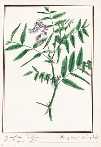 Sainfoin d'Espagne / Hedysarum onobrychis - Futter-Esparsette / Botanik botany / Blume flower / Pflanze plant