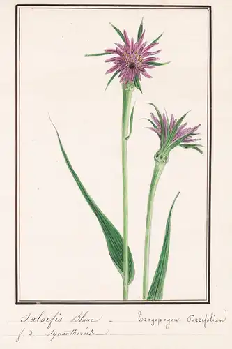 Salifis Blanc / Trapogon Porrifolium - Haferwurzel / Botanik botany / Blume flower / Pflanze plant