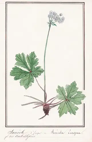 Sanicle d'Europe / Sanicula Europaea - Wald-Sanikel / Botanik botany / Blume flower / Pflanze plant