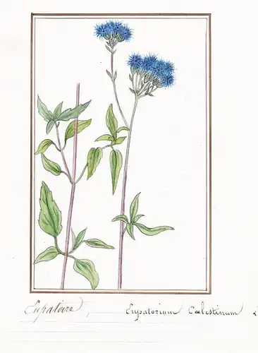 Eupatoire / Eupatorium Coelestinum - Blauer Wasserdost / Botanik botany / Blume flower / Pflanze plant