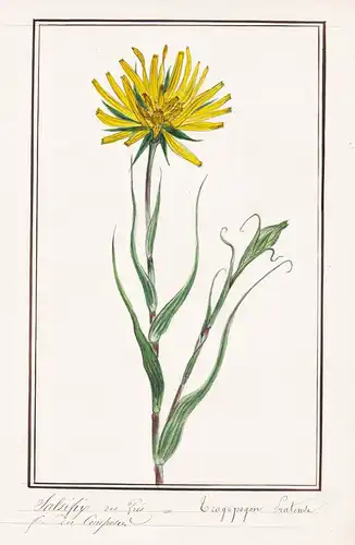 Salifis des Pres / Trapogon Pratense - Wiesen-Bocksbart / Botanik botany / Blume flower / Pflanze plant