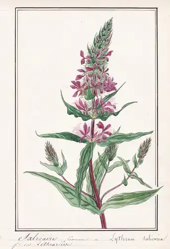 Salicaire commune / Lythrum salicaria - Blut-Weiderich / Botanik botany / Blume flower / Pflanze plant