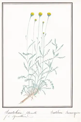 Santoline Citronelle / Santolina chamoecypazissus - Graues Heiligenkraut / Botanik botany / Blume flower / Pfl