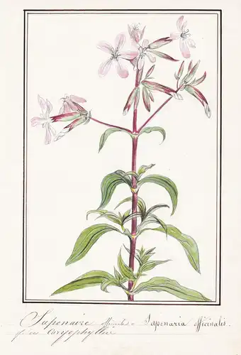 Saponaire officinale / Saponaria officinalis - Gewöhnliches Seifenkraut / Botanik botany / Blume flower / Pfla