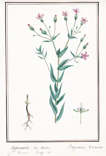 Saponaire des Vaches / Saponaria Vaccaria - Kuhnelke / Botanik botany / Blume flower / Pflanze plant