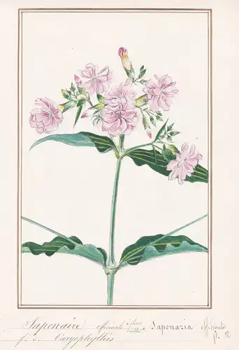Saponaire officinale / Saponaria officinalis - Gewöhnliches Seifenkraut / Botanik botany / Blume flower / Pfla