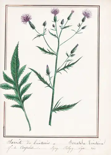 Sarrete des Teinturies / Sezzatula Tinctoria - Färber-Scharte / Botanik botany / Blume flower / Pflanze plant