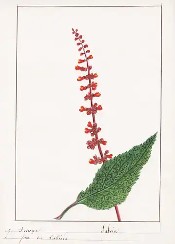 Sauge / Salvia - Salbei / Botanik botany / Blume flower / Pflanze plant