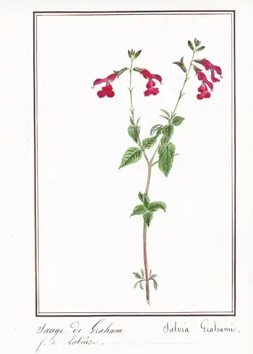 Sauge de Graham / Salvia Grahami - Johannisbeer-Salbei / Botanik botany / Blume flower / Pflanze plant