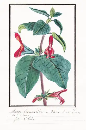 Sauge Leonuroide / Salvia Leonuroides - Kaschmir-Salbei / Botanik botany / Blume flower / Pflanze plant
