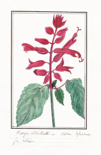 Sauge Eclatante / Salvia Splendens - Feuersalbei / Botanik botany / Blume flower / Pflanze plant