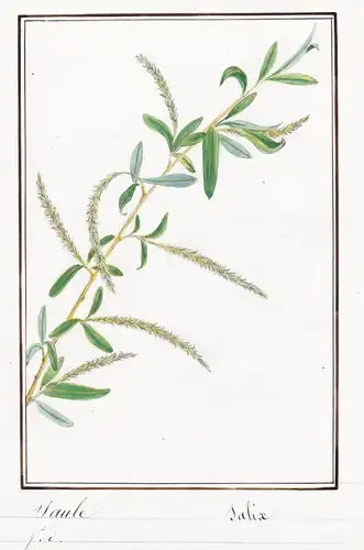 Saule / Salix - Weide / Botanik botany / Blume flower / Pflanze plant
