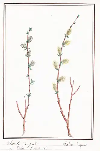 Saule rempant / Salix repens - Silber-Kriechweide / Botanik botany / Blume flower / Pflanze plant