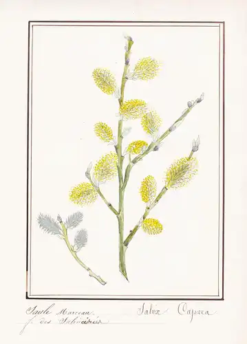 Saule Marceau / Salix Capreal - Sal-Weide / Botanik botany / Blume flower / Pflanze plant