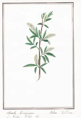 Saule triandrique / Salix triandra - Mandelweide / Botanik botany / Blume flower / Pflanze plant