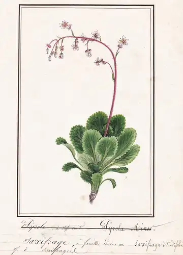 Saxifrage a feuilles rondes / Saxifraga rotundifolia - Rundblättriger Steinbrech / Botanik botany / Blume flow