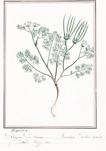 Scandix / Scandix pecten-veneris - Venuskamm / Botanik botany / Blume flower / Pflanze plant
