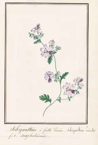 Schizanthus a feuilles pennees / Schizanthus pinnatus - Gefiederte Spaltblume / Botanik botany / Blume flower