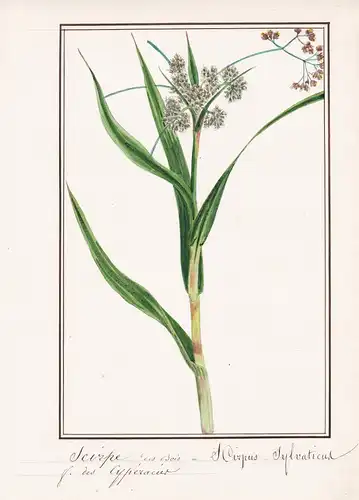 Scirpe des Bois / Scirpus Syvaticus - Wald-Simse / Botanik botany / Blume flower / Pflanze plant