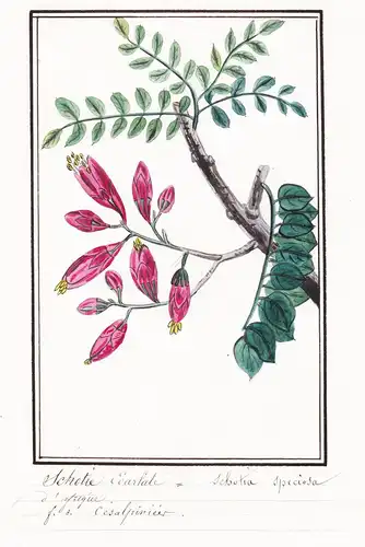 Schotie Ecarlate / Schotia speciosa - Schotia / Botanik botany / Blume flower / Pflanze plant