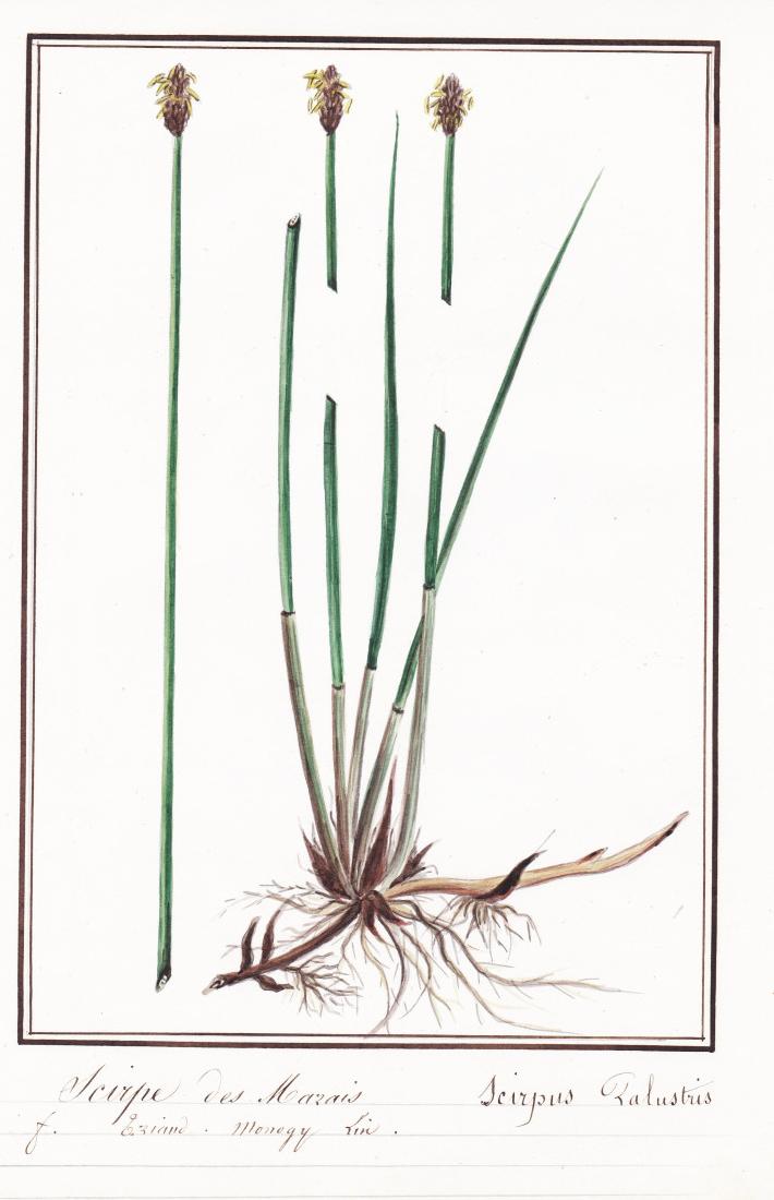 Scirpe des Marais / Scirpus Palustris Gewöhnliche Sumpfbinse