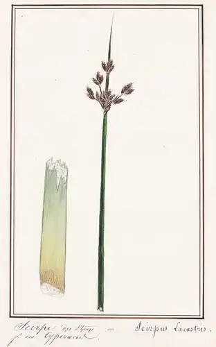Scirpe des Etangs / Scirpus Lacustris - Gewöhnliche Teichbinse / Botanik botany / Blume flower / Pflanze plant