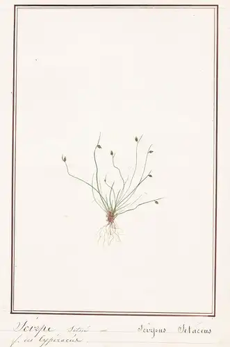 Scirpe setace / Scirpus Sitaceus - Borstige Schuppensimse / Botanik botany / Blume flower / Pflanze plant