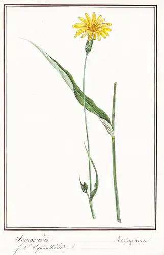 Scorzonere / Scorzonera - Schwarzwurzel / Botanik botany / Blume flower / Pflanze plant
