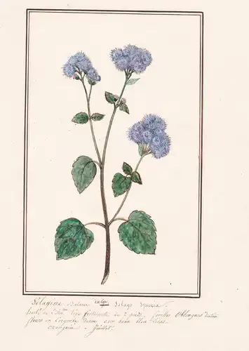 Selagine Batarde / Selago spuria - Braunwurz / Botanik botany / Blume flower / Pflanze plant