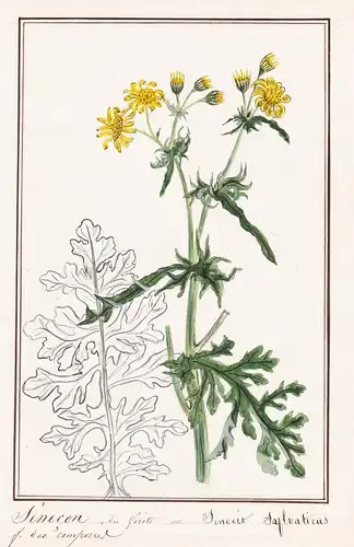 Senecon du forets / Senecio sylvaticus - Wald-Geiskraut / Botanik botany / Blume flower / Pflanze plant