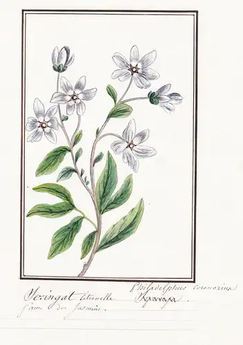 Seringat citronelle / Philadelphus coronarius - Europäischer Pfeifenstrauch / Botanik botany / Blume flower /