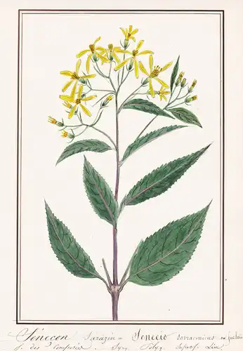 Senecon sarazin / Senecio sarracenicus - Fluss-Geiskraut / Botanik botany / Blume flower / Pflanze plant