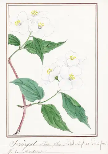 Seringat a Grandes fleurs / Philadelphus Grandiflora - Botanik botany / Blume flower / Pflanze plant