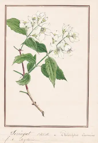 Seringat citronelle / Philadelphus coronarius - Europäischer Pfeifenstrauch / Botanik botany / Blume flower /