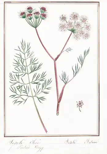 Seseli elevi / Seseli elatum - Bergfenchel / Botanik botany / Blume flower / Pflanze plant