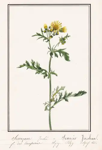 Senecon Jacobee / Senecio Jacobea - Jakobs-Geiskraut / Botanik botany / Blume flower / Pflanze plant