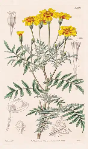 Tagetes Corymbosa. Corymb-Flowered Marygold. Tab. 3830 - Mexico Mexiko / Pflanze Planzen plant plants / flower