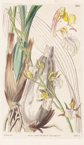 Zygopetalum Africanum. African Zygopetalum. Tab. 3812 - Sierra Leone / Orchidee orchid / Pflanze Planzen plant