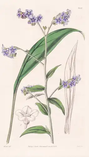 Anchusa Petiolata. Petiolated-Leaved Alkanet. Tab. 3858 - Nepal / Pflanze Planzen plant plants / flower flower